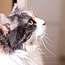animal, background_blur, cat, close_up, curious, domestic_cat, feline, fluffy, focus, fur, green_eyes, indoor, looking_up, mammal, pet, portrait, profile, side_view, soft_light, whiskers