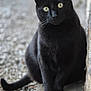 alert, animal, black_cat, cat, closeup, concrete, curious, domestic_animal, feline, fur, gravel, nature, outdoor, pet, portrait, quiet, sitting, tail, whiskers, yellow_eyes