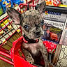 Night joined the competition — help win amazing prizes! puppy, dog, shopping_cart, red, collar, ears, eyes, grocery_store, bag, handbag, pet, cute, small_dog, fur, canine, animal, indoor, closeup, shopping, retail