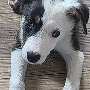 Tokyo participe au concours pour gagner de l'argent avec cette photo : puppy, dog, pet, animal, black_and_white, wooden_floor, cute, young, ears, face, paws, lying_down, looking_up, indoor, adorable, fur, canine, small, floor, expression