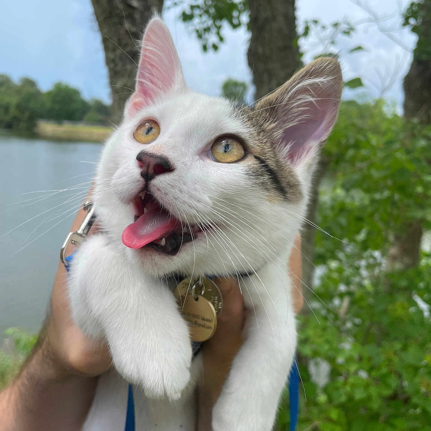 Soliman joined the competition — help win amazing prizes! accessories, animal, bodypart, cat, face, grass, head, herbal, herbs, kitten, mouth, person, pet, photography, plant, portrait, rock, strap, tree, vegetation