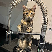 Marie participe au concours pour gagner de l'argent avec cette photo : cat, kitten, tabby, faucet, kitchen, countertop, spring, metal, curious, standing, pet, domestic_animal, indoor, animal, whiskers, ears, eyes, reflection, shiny, closeup