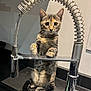 cat, kitten, tabby, faucet, kitchen, countertop, spring, metal, curious, standing, pet, domestic_animal, indoor, animal, whiskers, ears, eyes, reflection, shiny, closeup
