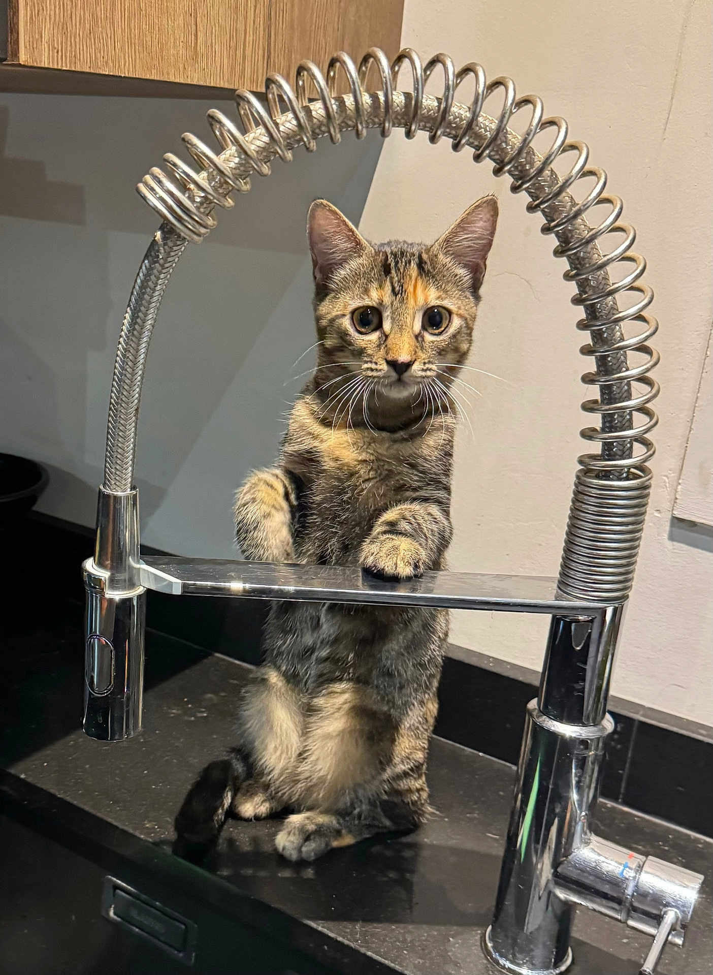 Marie participe au concours pour gagner de l'argent avec cette photo : cat, kitten, tabby, faucet, kitchen, countertop, spring, metal, curious, standing, pet, domestic_animal, indoor, animal, whiskers, ears, eyes, reflection, shiny, closeup