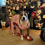 Mila joined the competition — help win amazing prizes! dog, pajamas, christmas, holiday, decorations, stockings, garland, lights, rope_toy, carpet, indoor, festive, santa_figure, window, curtains, furniture, pet, animal, celebration, cozy