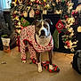 dog, pajamas, christmas, holiday, decorations, stockings, garland, lights, rope_toy, carpet, indoor, festive, santa_figure, window, curtains, furniture, pet, animal, celebration, cozy