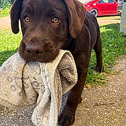 Baloo participe au concours pour gagner de l'argent avec cette photo : puppy, dog, chocolate_labrador, towel, outdoor, grass, gravel, car, red_car, pet, animal, young_dog, cute, playful, fur, closeup, front_view, sunlight, nature, domestic_animal