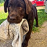 puppy, dog, chocolate_labrador, towel, outdoor, grass, gravel, car, red_car, pet, animal, young_dog, cute, playful, fur, closeup, front_view, sunlight, nature, domestic_animal