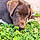 Baloo