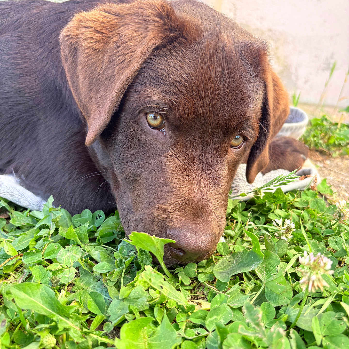 Baloo