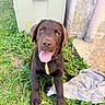Baloo a rejoint le concours — aidez-le/la à gagner de superbes lots ! dog, puppy, chocolate_labrador, grass, tongue_out, outdoor, pet, animal, happy, sitting, playful, nature, towel, greenery, young_dog, canine, smiling, ears, fur, collar