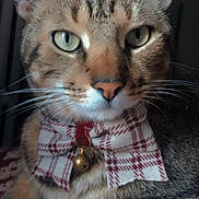 Mr Mittens is registered to the contest to win money with this photo: cat, tabby, close_up, bow_tie, bell, whiskers, green_eyes, fur, pet, indoor, relaxed, portrait, striped, animal, mammal, domestic_cat, cute, face, ears, paws