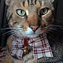 cat, tabby, close_up, bow_tie, bell, whiskers, green_eyes, fur, pet, indoor, relaxed, portrait, striped, animal, mammal, domestic_cat, cute, face, ears, paws