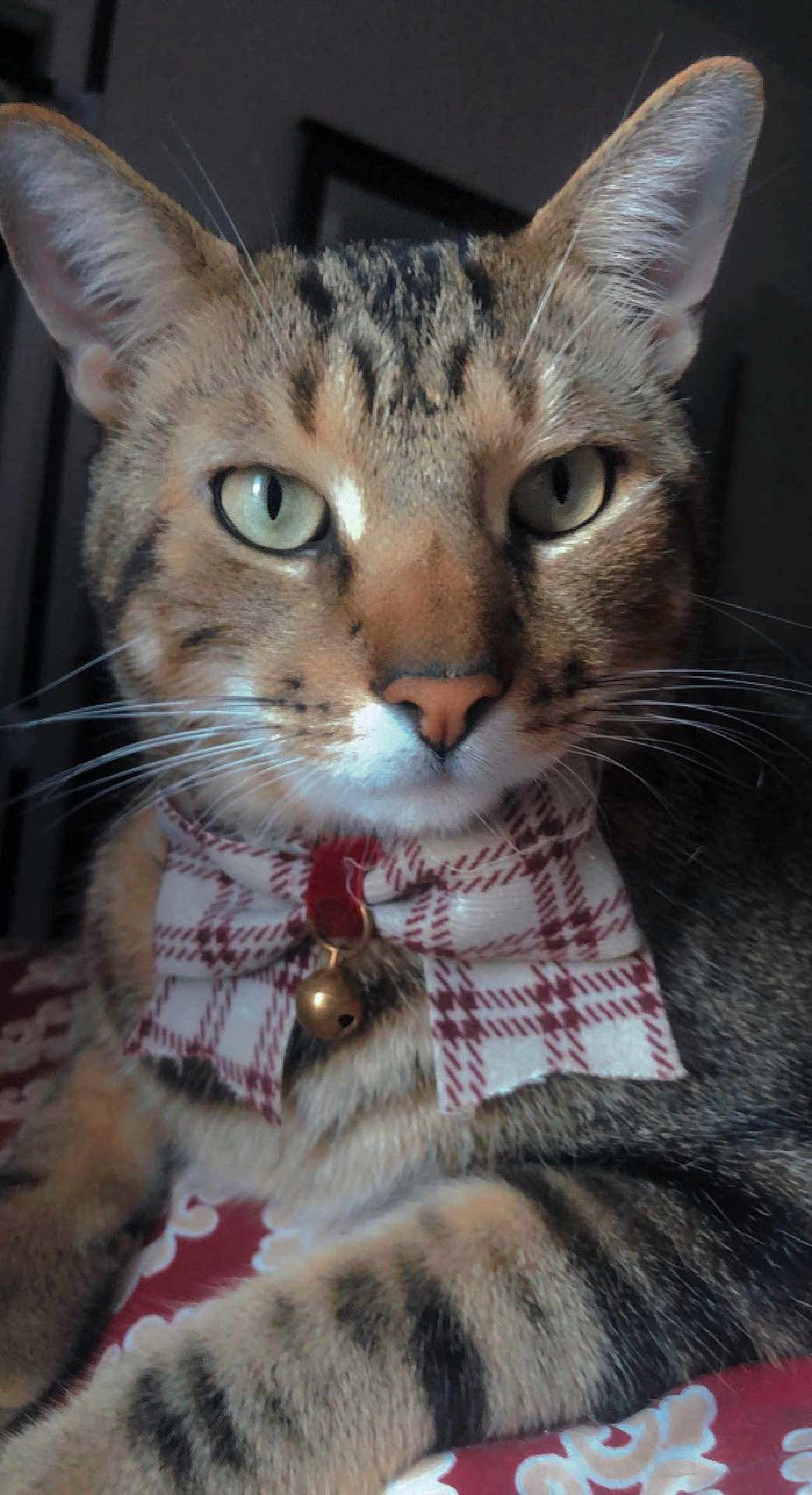 Mr Mittens