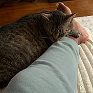 Woody is registered to the contest to win money with this photo: blanket, casual_clothing, cat, close_up, comfort, companion, cozy, feline, foot, home, indoor, person, pet, relaxation, resting, sleeping, soft_texture, tabby_cat, warm, wood_floor