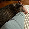 Woody is registered to the contest to win money with this photo: cat, tabby_cat, sleeping, foot, person, indoor, cozy, resting, close_up, feline, pet, comfort, warm, soft_texture, blanket, wood_floor, casual_clothing, relaxation, home, companion