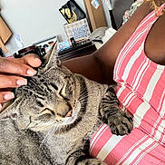 Woody joined the competition — help win amazing prizes! cat, tabby_cat, petting, hand, person, striped_clothing, indoor, relaxation, feline, cute, comfort, animal, closeup, resting, cozy, fur, whiskers, paw, domestic_cat, affection