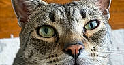 Woody joined the competition — help win amazing prizes! cat, close_up, green_eyes, whiskers, pet, feline, curious, indoor, portrait, animal, tabby, ears, nose, mouth_open, collar, indoor_lighting, fur, face, looking_up, domestic_cat