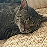 Woody is registered to the contest to win money with this photo: cat, tabby_cat, sleeping, cozy, whiskers, fur, pet, animal, indoor, blanket, texture, relaxed, resting, closeup, mammal, cute, peaceful, soft, comfort, nap