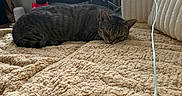 Woody is registered to the contest to win money with this photo: animal, bed, blanket, cat, chair, cord, cozy, cushion, furniture, home, indoor, light, nap, pet, radiator, resting, sleeping, tabby_cat, table, window