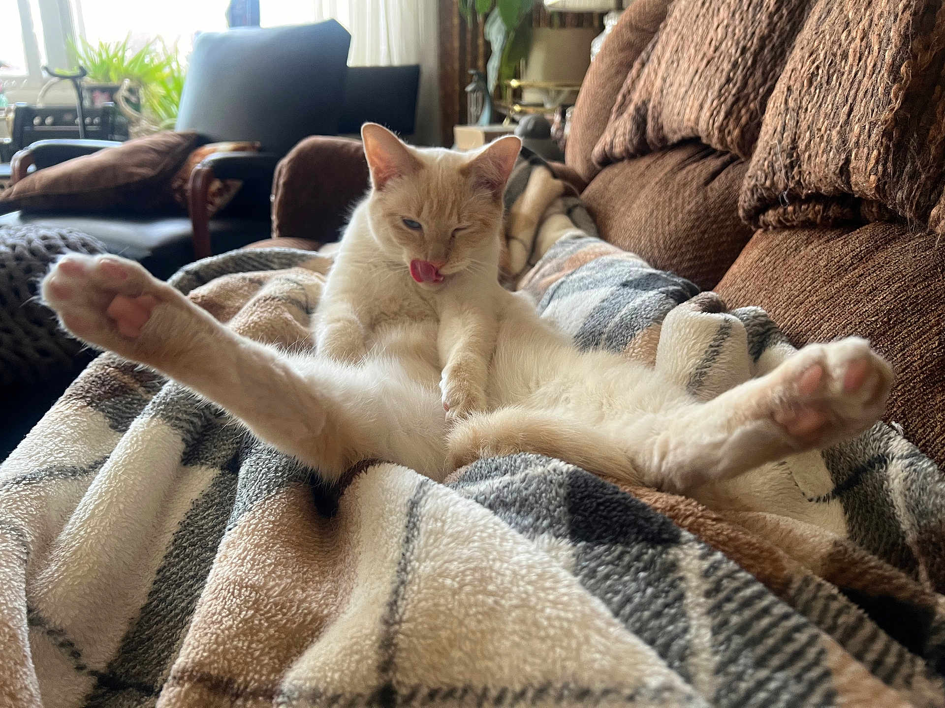 Tofu is registered to the contest to win money with this photo: cat, animal, pet, feline, cream_colored, licking, tongue_out, blanket, plaid, cozy, couch, indoor, relaxed, cute, paw, ears, fur, whiskers, houseplant, window