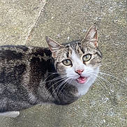 Soleil a rejoint le concours — aidez-le/la à gagner de superbes lots ! cat, tabby, animal, outdoor, concrete, footwear, purple_sandal, pet, whiskers, green_eyes, looking_up, close_up, fur, mouth_open, curious, domestic_cat, sidewalk, paw, ear, human_foot