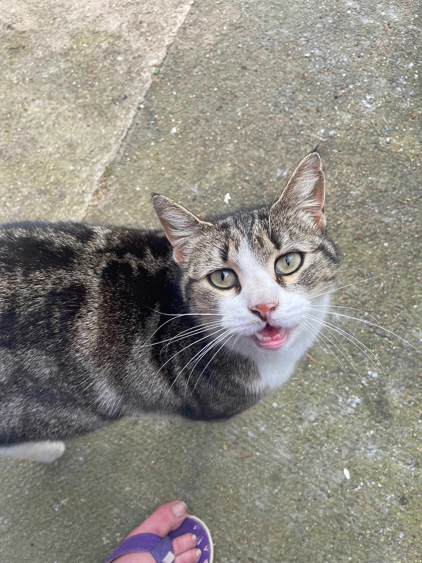 Soleil a rejoint le concours — aidez-le/la à gagner de superbes lots ! cat, tabby, animal, outdoor, concrete, footwear, purple_sandal, pet, whiskers, green_eyes, looking_up, close_up, fur, mouth_open, curious, domestic_cat, sidewalk, paw, ear, human_foot