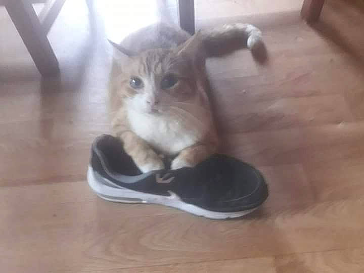 Mimi a rejoint le concours — aidez-le/la à gagner de superbes lots ! carnivore, cat, domestic_short_haired_cat, european_shorthair, felidae, floor, flooring, footwear, hardwood, kitten, leg, mammal, polydactyl_cat, shoe, small_to_medium_sized_cats, tail, whiskers, wood, wood_flooring