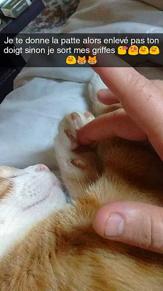 Mimi a rejoint le concours — aidez-le/la à gagner de superbes lots ! cat, claw, fawn, felidae, finger, fur, hand, kitten, nail, paw, photo_caption, polydactyl_cat, small_to_medium_sized_cats, whiskers