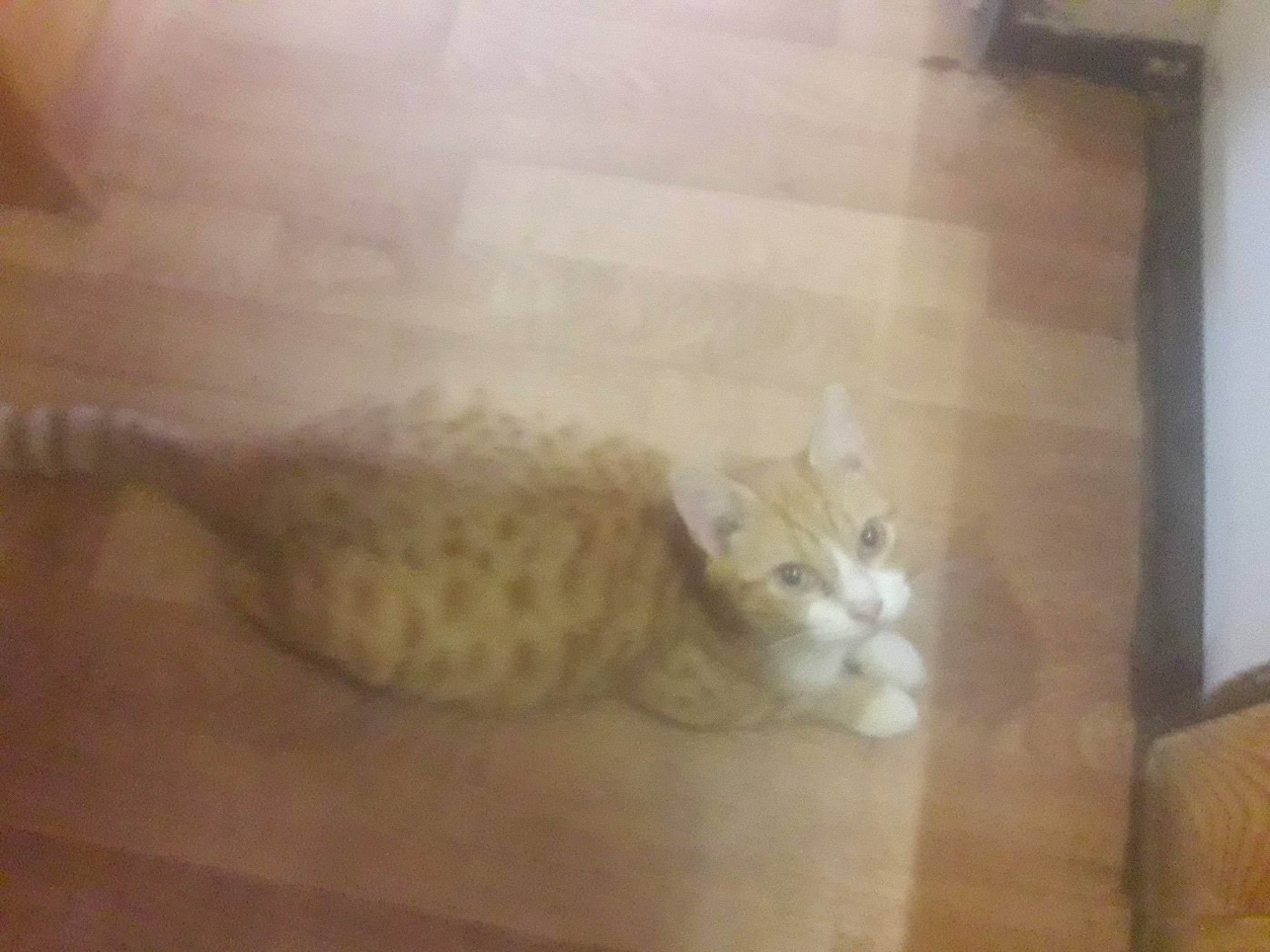 Mimi a rejoint le concours — aidez-le/la à gagner de superbes lots ! carnivore, cat, domestic_short_haired_cat, european_shorthair, fawn, felidae, floor, flooring, fur, hardwood, ojos_azules, persian, polydactyl_cat, room, small_to_medium_sized_cats, tail, turkish_van, whiskers, wood, wood_flooring