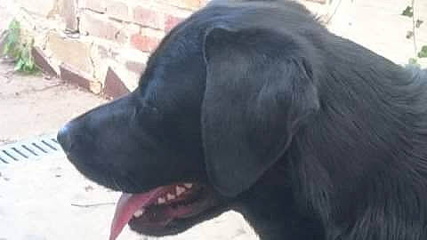 Nico a rejoint le concours — aidez-le/la à gagner de superbes lots ! canidae, carnivore, companion_dog, dog, dog_breed, flat_coated_retriever, labrador_retriever, mammal, nose, retriever, snout, sporting_group, vertebrate