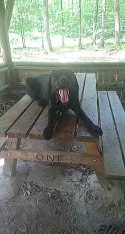 Nico participe au concours pour gagner de l'argent avec cette photo : canidae, dog, dog_breed, floor, guard_dog