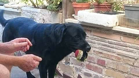 Nico participe au concours pour gagner de l'argent avec cette photo : borador, canidae, carnivore, dog, dog_breed, guard_dog, hunting_dog, labrador_retriever, retriever, snout, sporting_group, street_dog