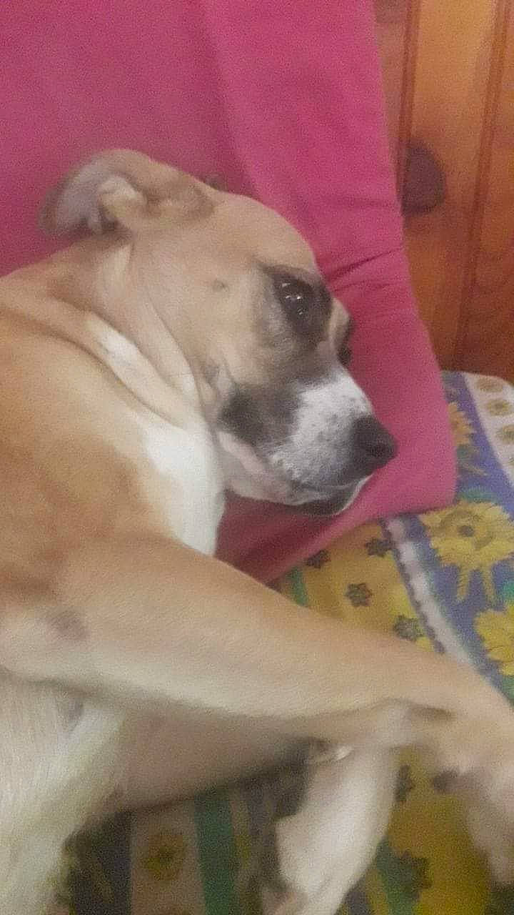 Youkie participe au concours pour gagner de l'argent avec cette photo : american_bulldog, american_pit_bull_terrier, american_staffordshire_terrier, bully_kutta, canidae, carnivore, dog, dog_breed, dogo_guatemalteco, fawn, mammal, non_sporting_group, nose, pit_bull, snout, sporting_group, valley_bulldog, vertebrate