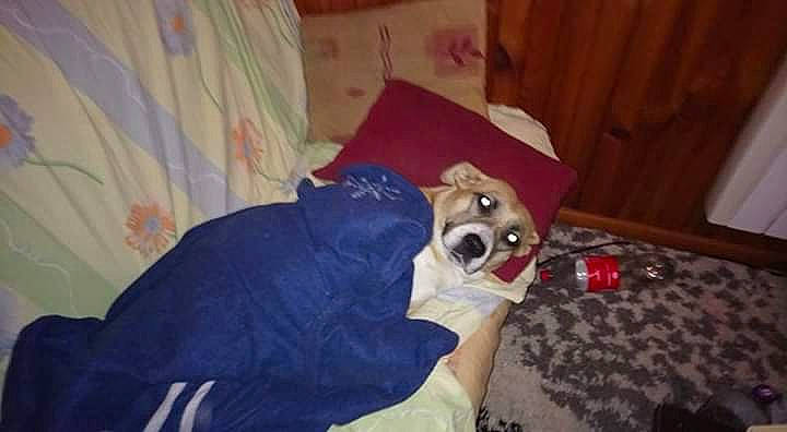 Youkie participe au concours pour gagner de l'argent avec cette photo : american_pit_bull_terrier, canidae, carnivore, dog, dog_breed, fawn, non_sporting_group, puppy, whippet