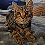 cat, tabby, pet, animal, feline, whiskers, ears, paws, bed, blanket, indoor, cute, closeup, fur, domestic_animal, resting, looking_at_camera, cozy, soft, relaxed