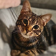 Slime participe au concours pour gagner de l'argent avec cette photo : cat, tabby, pet, animal, whiskers, fur, cute, portrait, closeup, indoor, relaxed, soft_light, domestic_cat, eyes, face, paw, mammal, feline, laying, cozy