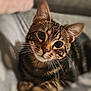 cat, tabby, pet, animal, whiskers, fur, cute, portrait, closeup, indoor, relaxed, soft_light, domestic_cat, eyes, face, paw, mammal, feline, laying, cozy