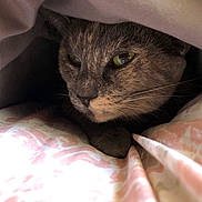 Gerri joined the competition — help win amazing prizes! animal, bed, blanket, cat, closeup, comfort, cozy, cute, domestic, feline, fur, hidden, indoor, pet, relaxed, resting, sleepy, soft, warm, whiskers