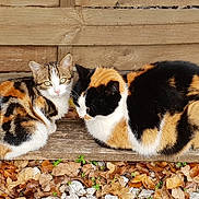 Perle a rejoint le concours — aidez-le/la à gagner de superbes lots ! animal, autumn, calico_cat, cat, closeup, cute, feline, fur, ground, leaves, nature, outdoor, pebbles, pet, relaxing, resting, small_animal, two_animals, wildlife, wood
