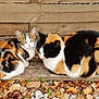 animal, autumn, calico_cat, cat, closeup, cute, feline, fur, ground, leaves, nature, outdoor, pebbles, pet, relaxing, resting, small_animal, two_animals, wildlife, wood