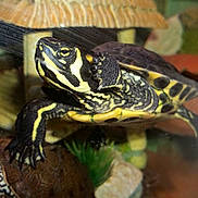 Arthur participe au concours pour gagner de l'argent avec cette photo : box_turtle, emydidae, fauna, organism, reptile, terrestrial_animal, tortoise, turtle