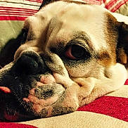 Louna a rejoint le concours — aidez-le/la à gagner de superbes lots ! boston_terrier, british_bulldogs, bulldog, carnivoran, companion_dog, dog, dog_breed, dog_breed_group, dog_like_mammal, non_sporting_group, nose, old_english_bulldog, olde_english_bulldogge, paw, pug, puppy, puppy_love, snout, toy_bulldog, whiskers