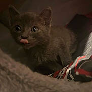 Smohkie joined the competition — help win amazing prizes! animal, black_cat, blanket, close_up, cozy, cute, cute_face, ears, eyes, feline, fur, indoor, kitten, pet, resting, small, soft, tongue_out, whiskers, young