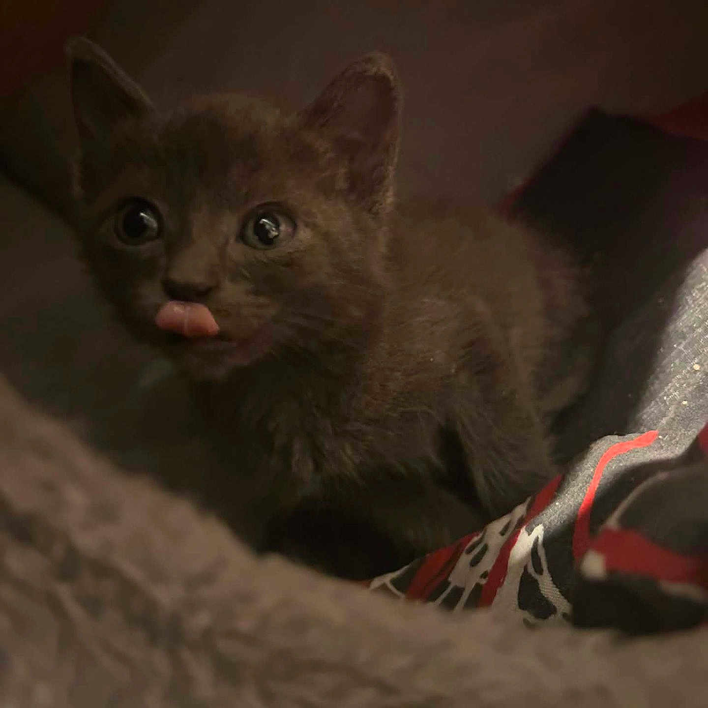 Smohkie joined the competition — help win amazing prizes! animal, black_cat, blanket, close_up, cozy, cute, cute_face, ears, eyes, feline, fur, indoor, kitten, pet, resting, small, soft, tongue_out, whiskers, young