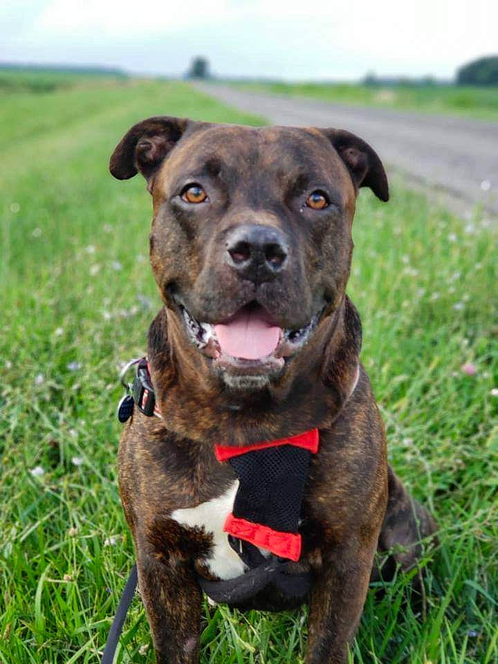 Case joined the competition — help win amazing prizes! alaunt, american_pit_bull_terrier, american_staffordshire_terrier, bandog, canidae, carnivore, catahoula_bulldog, cimarron_uruguayo, dog, dog_breed, grass, mammal, molosser, non_sporting_group, plant, rare_breed_dog, snout, sporting_group, treeing_tennessee_brindle, vertebrate