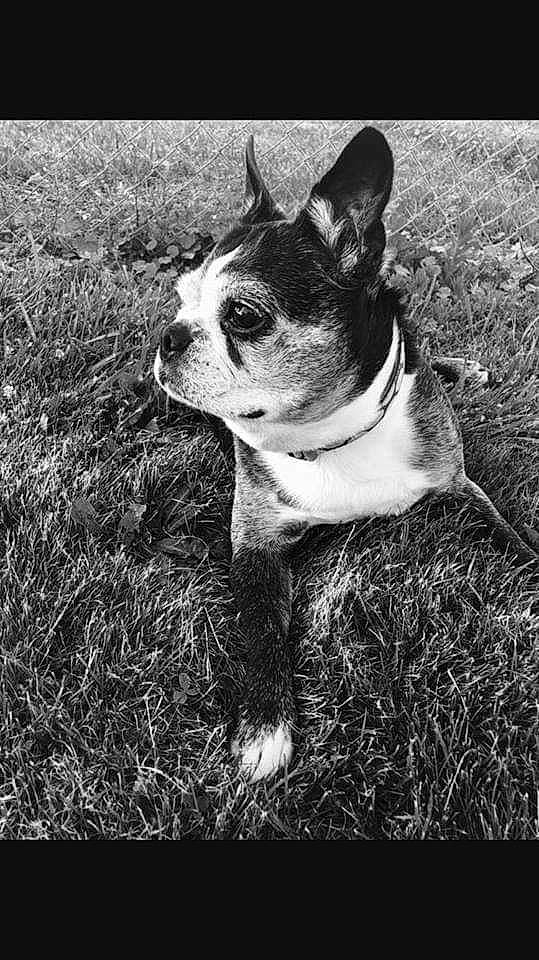 Audrey joined the competition — help win amazing prizes! american_staffordshire_terrier, black_and_white, boston_terrier, bull_and_terrier, canidae, carnivore, companion_dog, dog, dog_breed, fawn, grass, mammal, non_sporting_group, photography, snout, vertebrate, whiskers