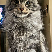 Winston joined the competition — help win amazing prizes! cat, tabby, fluffy, gray, sitting, indoor, pet, fur, whiskers, ears, eyes, portrait, animal, domestic, feline, home, living_room, carpet, furniture, cute