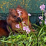 Venon a rejoint le concours — aidez-le/la à gagner de superbes lots ! animal, background, bark, canine, closeup, dog, ears, flower, fur, garden, grass, green, leaf, nature, outdoor, pet, pink_flower, plant, snout, sunlight