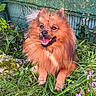 Venon a rejoint le concours — aidez-le/la à gagner de superbes lots ! animal, canine, cute, dog, flowers, fluffy, fur, garden, grass, greenery, happy, nature, outdoor, pet, plants, portrait, purple_flowers, sitting, smiling, sunlight